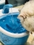 新款寵物飲水機上架!!!內含專用活性碳濾心濾棉,四道過濾讓寵物喝水更安心~